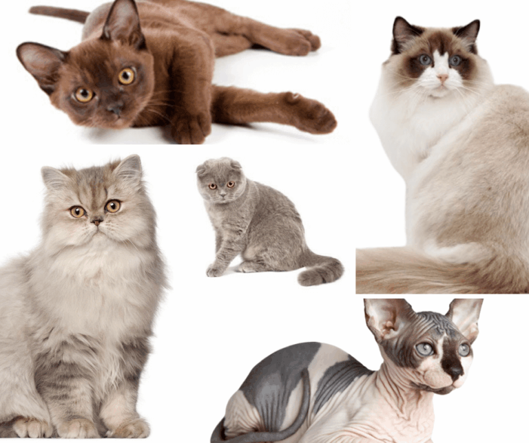 About Cat Breeds