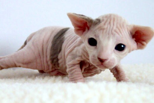 The Sphynx Cat, a loveable, cuddly clown