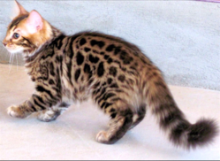 The Bengal Cat, Sure to Find a Spot in Your Heart