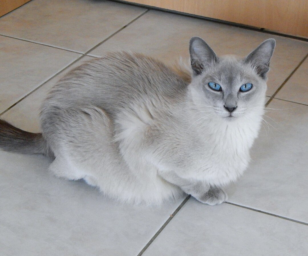 The Tonkinese cat, a playful adventurer