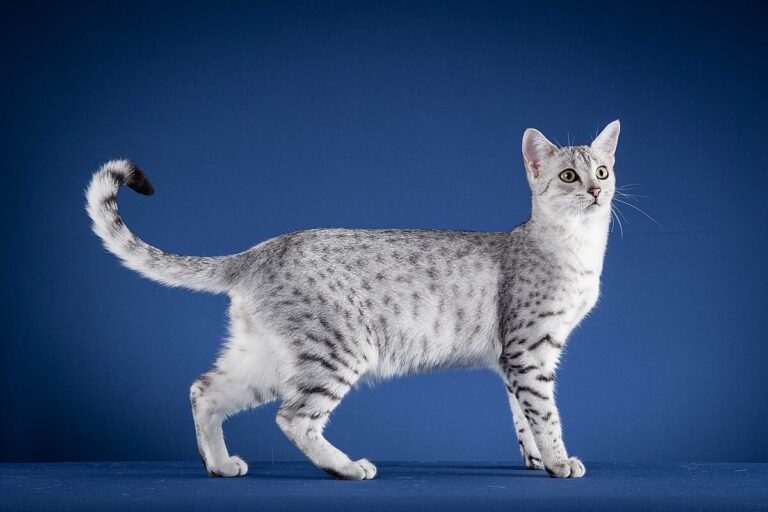 The Egyptian Mau cat, a loyal and loving ancient breed
