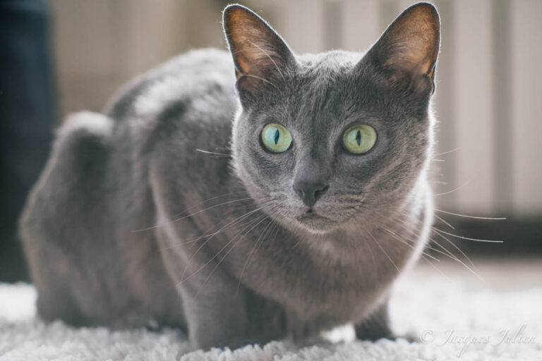The Korat cat, a gentle, quiet beauty with eyes of green