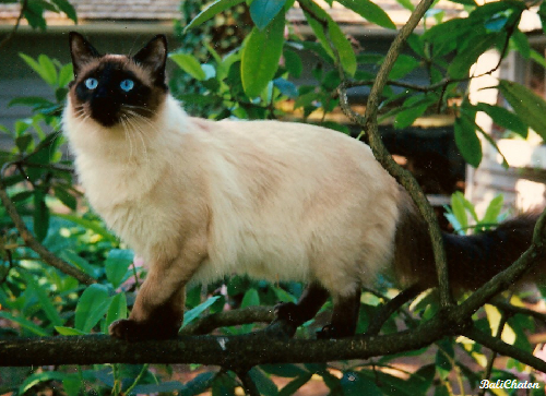 Balinese and Javanese cats, where grace meets beauty and brains