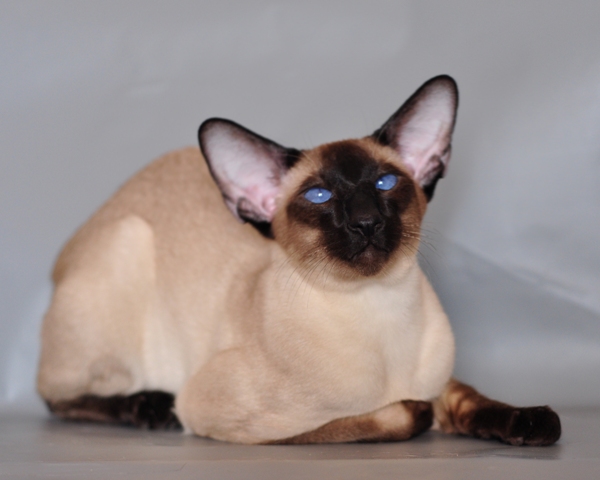 The Siamese Cat, a vocal, loveable friend