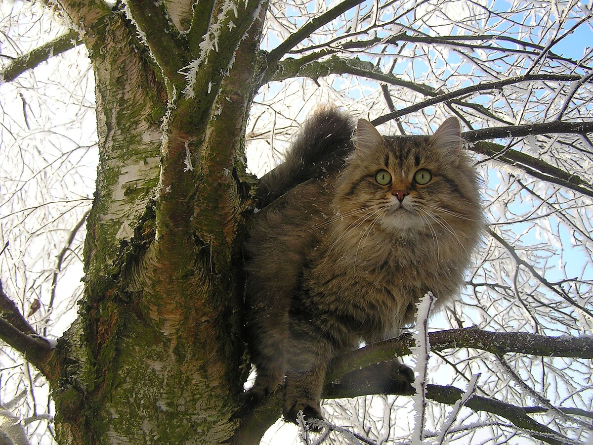 The Siberian cat, a rare beauty with a sense of humor