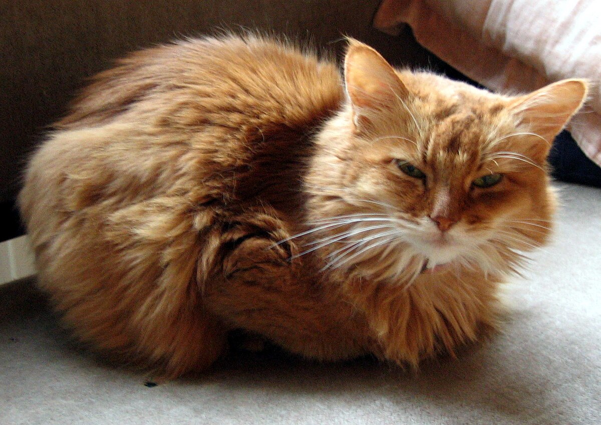 The Somali cat, a cat with a fox like appearance and smarts to match