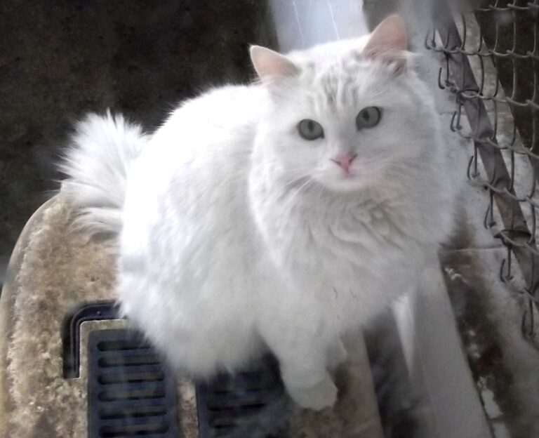 The Turkish Angora cat, an outgoing, people greeter with style