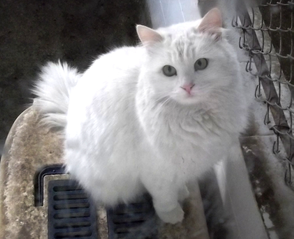 The Turkish Angora cat, an outgoing, people greeter with style