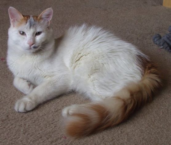 The Turkish Van cat, a lively feline who swins!