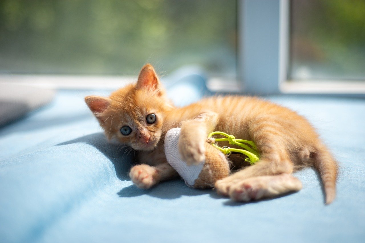 Catnip, guilt free herbal happiness for your cat