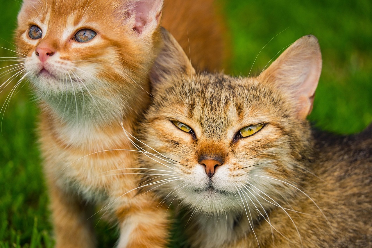Flea Control, a battle plan for you and your cat